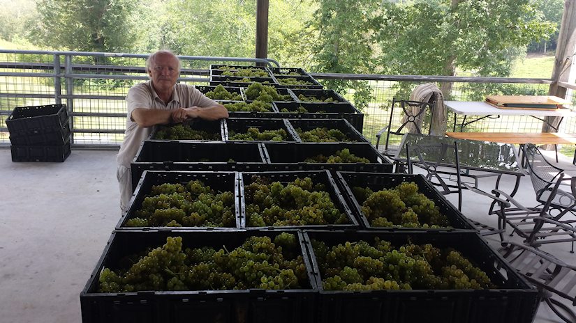 Nottelr River Valley Vineyards first harvest for 2015 Chardonel grapes is perfect.