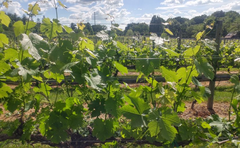 Nottely River Valley Vineyards Opens for the 2019 Season on April 26, 2019