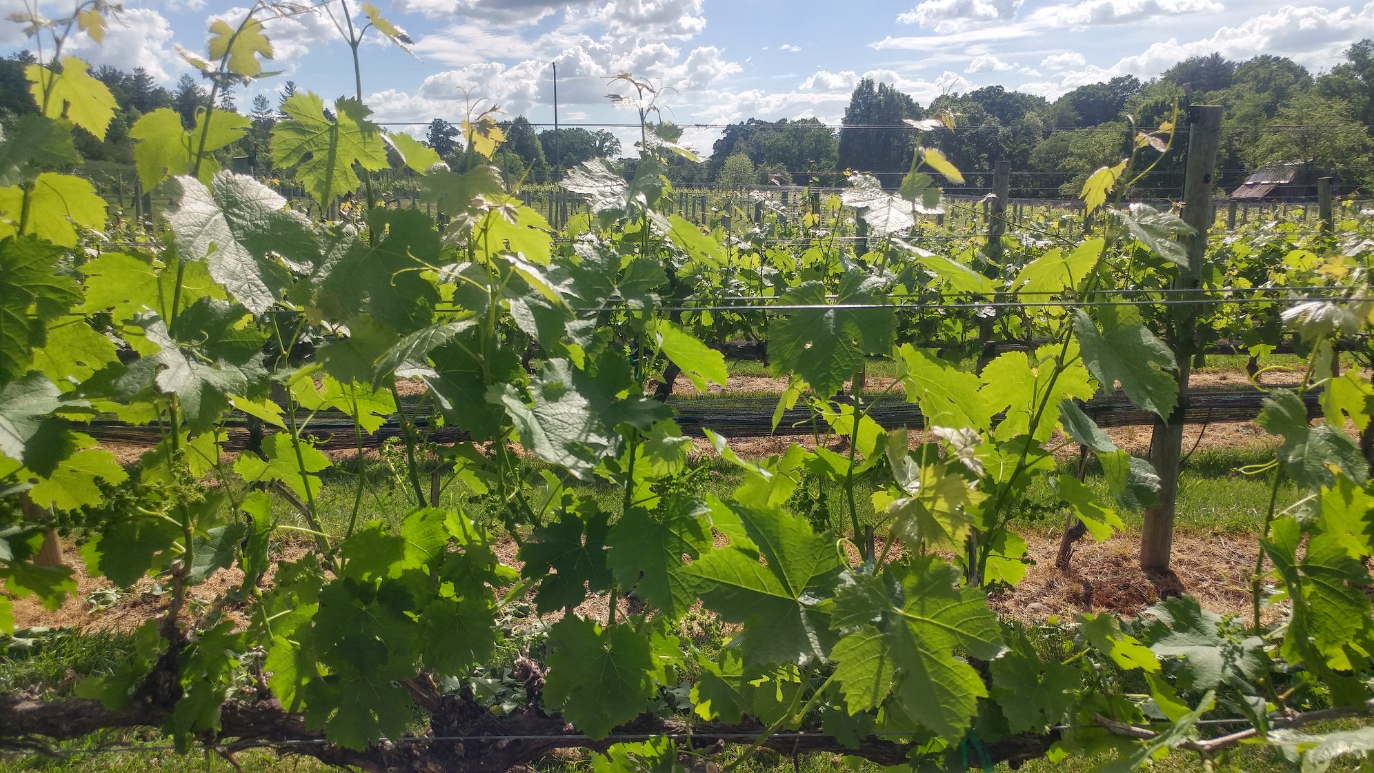 Nottely River Valley Vineyards Opens for the 2019 Season on April 26, 2019