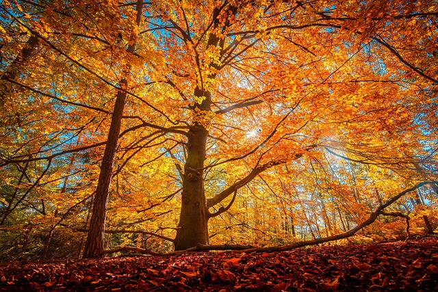 Fall tree leaves
